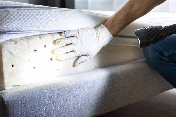 Flea Control Services in Princeton, WV